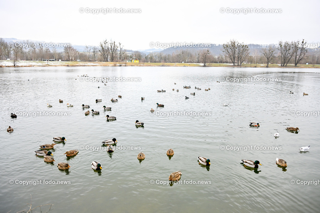 Pleschinger See_ Winter_ 13.01.2024-5 | 13.01.2024, Plesching, AUT, Pleschingersee, Winter, im Bild freies Wasser , Voegel, Wasservoegel, Stockenten
