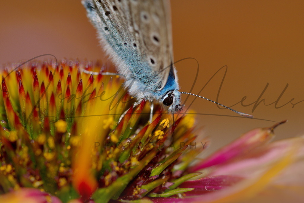 047_Schmetterling | i-n-photography - Realisiert mit Pictrs.com