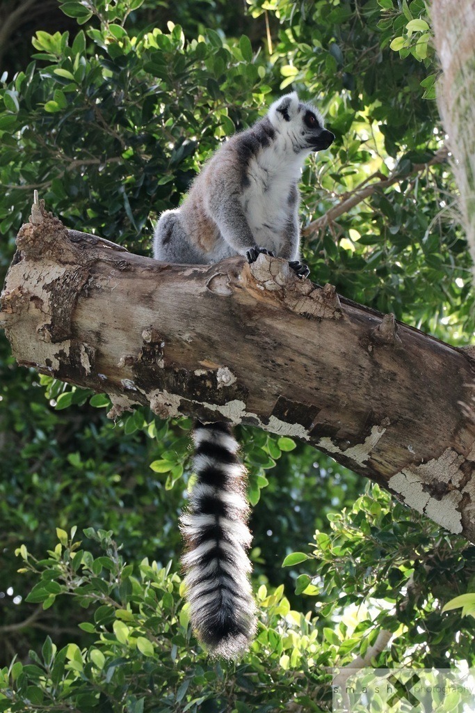 Lemur 01 | smash-photography.com