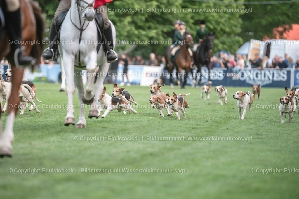 20230526_Pferdenacht_0526 | equistock