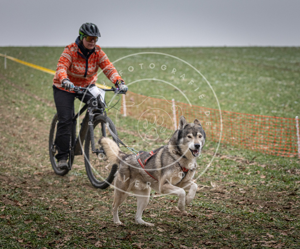 Pfotenfotografie_DV3A1259 | Hundefotografie, Tierfotograf, Pfotenfotografie, Fotoshooting Hund, Hunde Portrait, Hundesport, Hundeportraits, Heideshooting, Hunde, Sportfotograf, Hundefotograf, Turnierhundsport, THS,  - Realisiert mit Pictrs.com