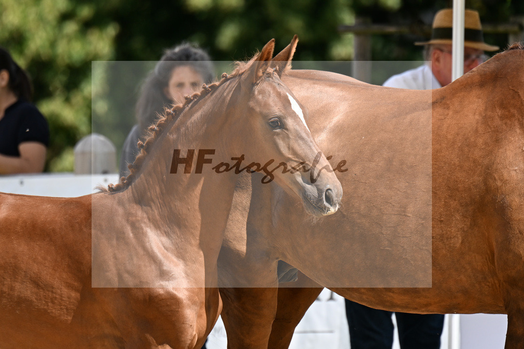 Kat-Nr. 29 Bowmore x Boston_SF_Bergermeier_29250932 | hf-fotografie - Realisiert mit Pictrs.com