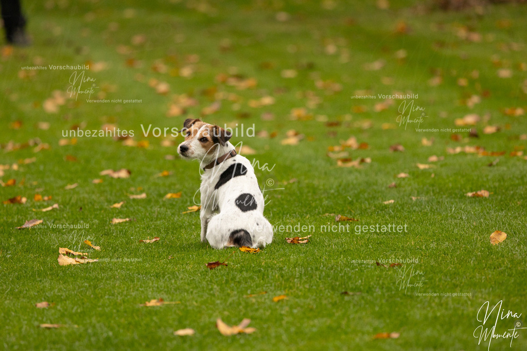 _16A0600 | Einzigartige Fotos von Hunden & Menschen –Actionfotos, Portraits, Vereinsaufnahmen & Paarshootings – authentisch, lebendig & mit Herz.