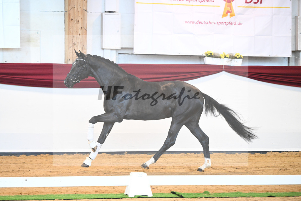 Kat-Nr. 22 v. Don Juan de Hus_Mueller_66220679 | hf-fotografie - Realisiert mit Pictrs.com