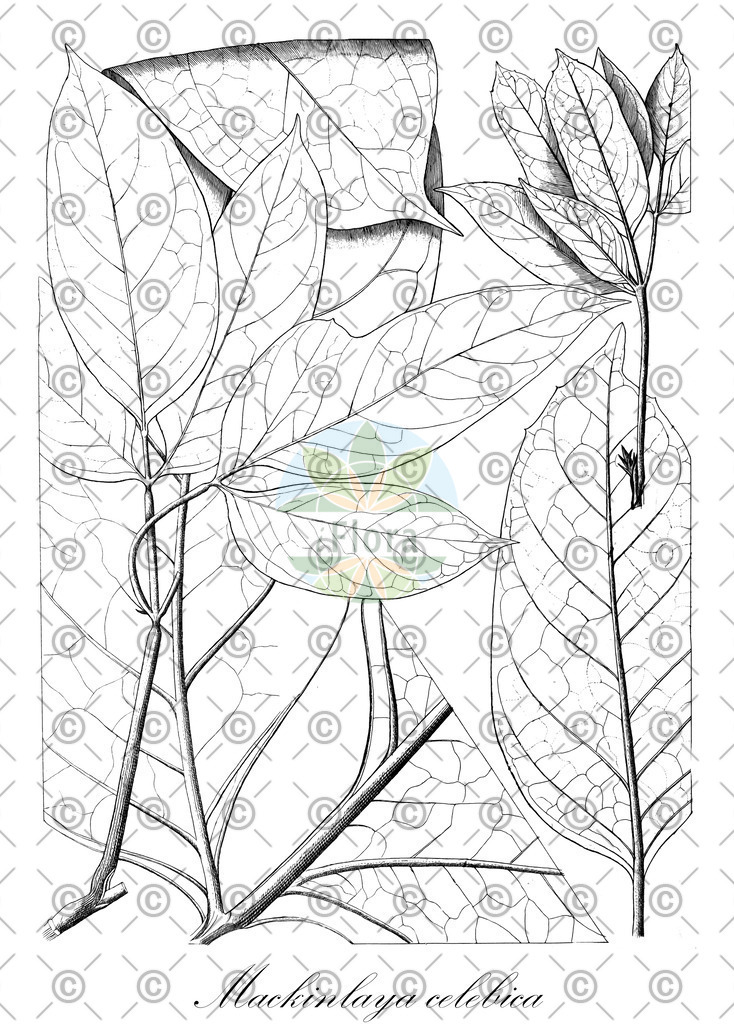 HistAbb_EMP_93474_1_SIMPLE | Historische Abbildung von Mackinlaya celebica - Apiaceae | Historical Illustration of Mackinlaya celebica - Apiaceae