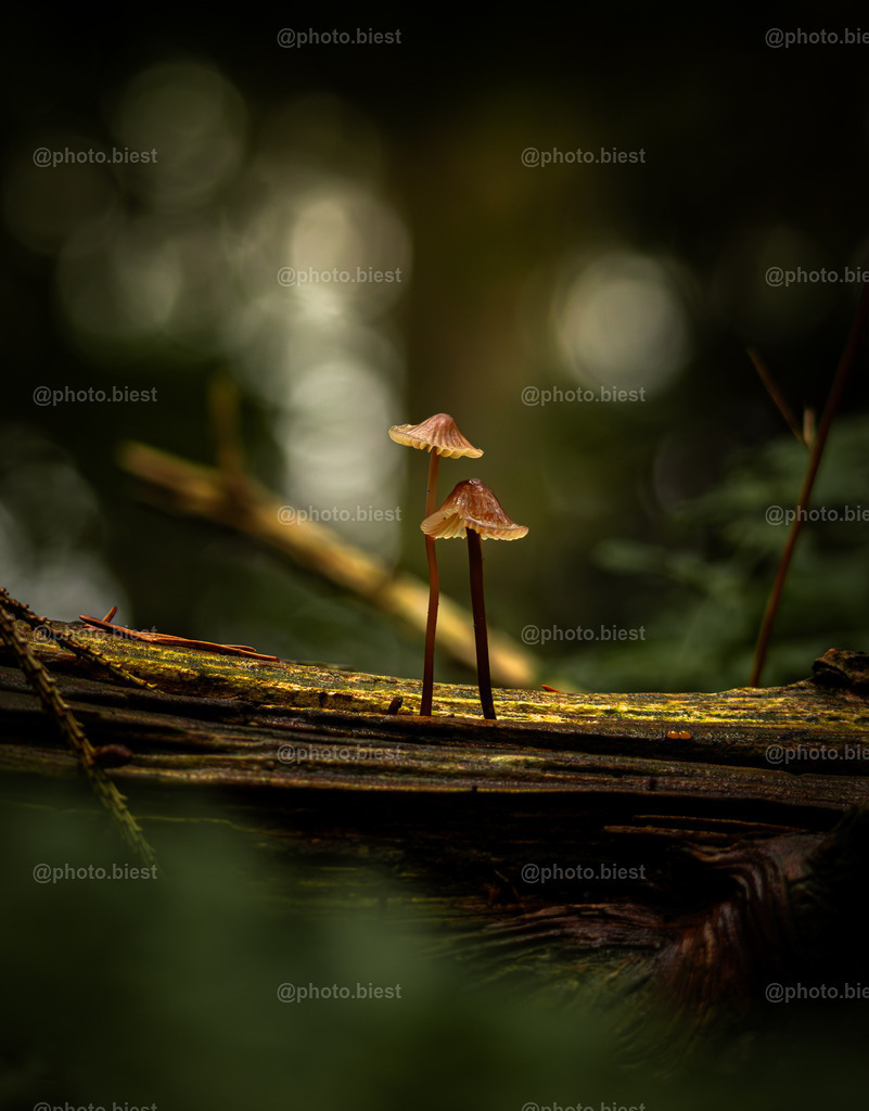 Geborgenheit | Zwei Pilze, zusammen auf einem Baumstamm gewachsen. - Realisiert mit Pictrs.com