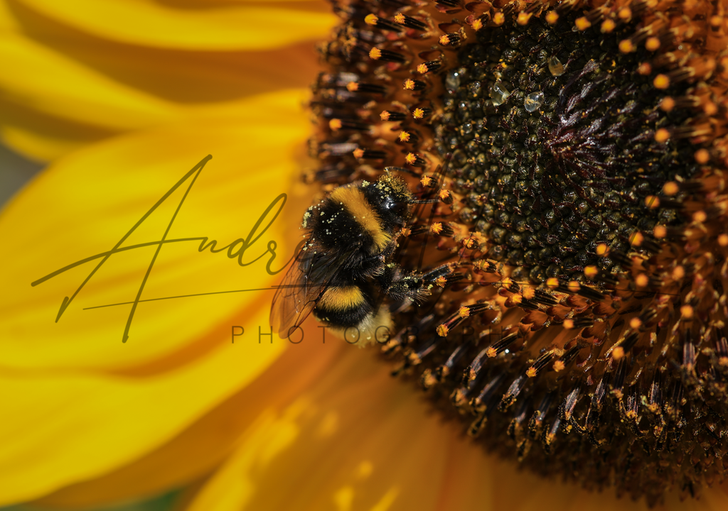 Hummel auf Sonnenblume | Hummel am recih gedeckten Pollentisch  - Realisiert mit Pictrs.com