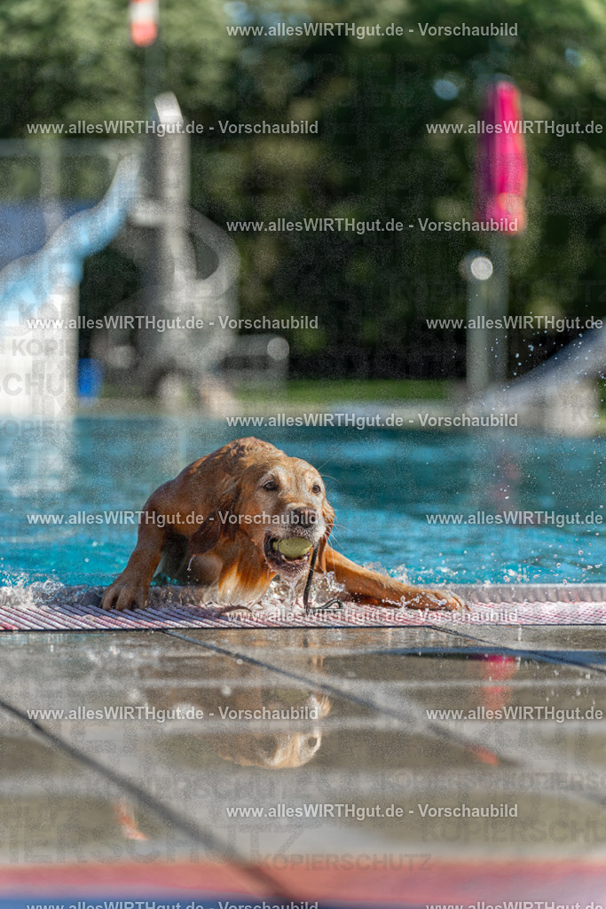 Hundeschwimmen_Volksbad_2026-allesWIRTHgut_Tierfotografie-2609061059-100927-7R509292 | Professionelle Tierfotografie in Mönchengladbach von Daniel Wirth (allesWIRTHgut). Liebevolle & natürliche Bilder von Hunden & Katzen für unvergessliche Erinnerungen.