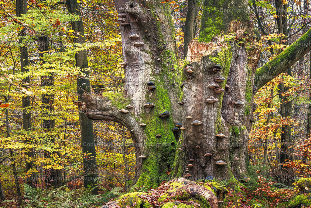 20241112131301D75_8052 | Kaufen sie online außergewöhnliche Fotografien auf Leinwand Acrylglas Fotoprint Aludibond von holgerweigeltfotografie - Realisiert mit Pictrs.com