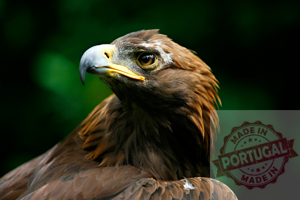 Golden eagle bird of prey head profile gazing | Golden eagle displaying its powerful beak and sharp eye against a dark green background - Realisiert mit Pictrs.com