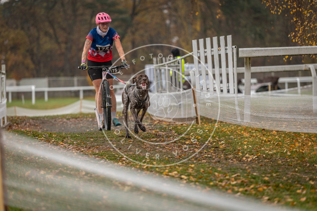 CaniXpix_DV3A8607 | Hundefotografie, Tierfotograf, Pfotenfotografie, Fotoshooting Hund, Hunde Portrait, Hundesport, Hundeportraits, Heideshooting, Hunde, Sportfotograf, Hundefotograf, Turnierhundsport, THS,  - Realisiert mit Pictrs.com