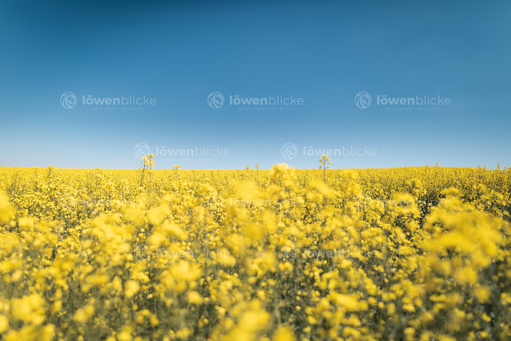 Rapsfeld auf dem Messelberg im Frühling | löwenblicke | shop