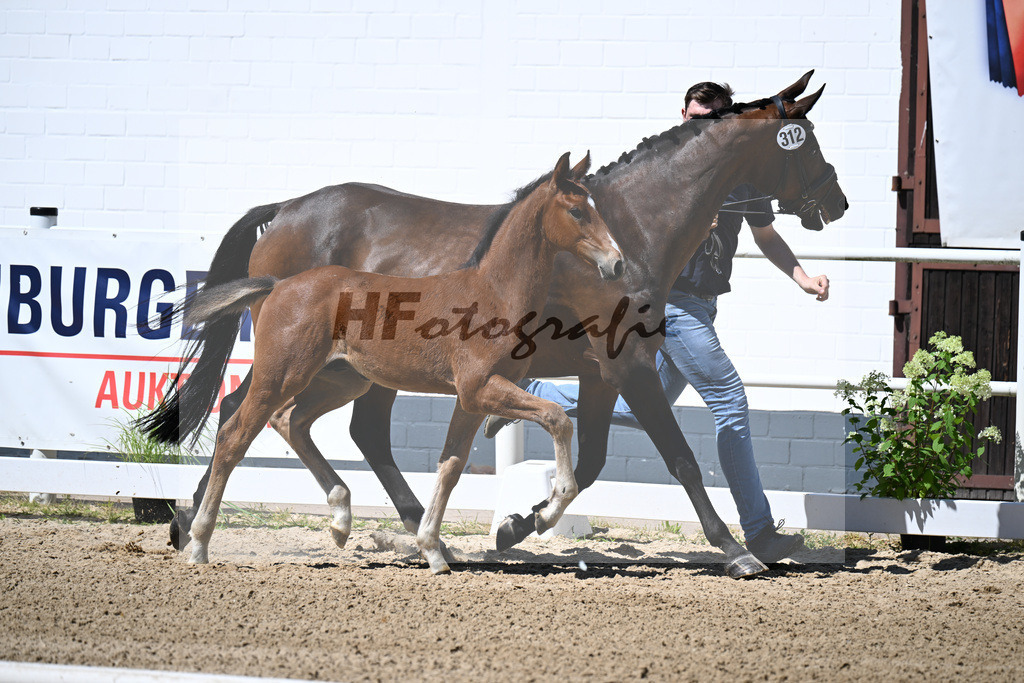 Kat-Nr. 312 Ogano Sitte x Lord Pezi_HF_Deichner_20250682 | hf-fotografie - Realizzato con Pictrs.com