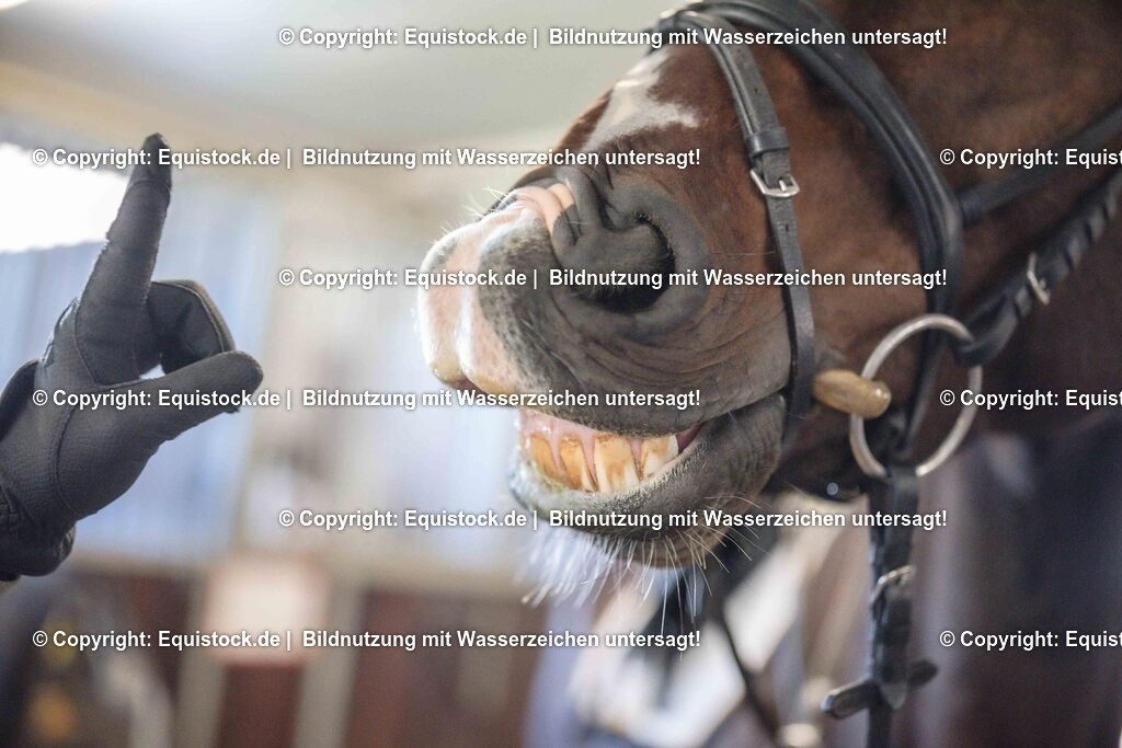 20251011_Jagd-Marbach_0067 | Foto: Thomas Hartig