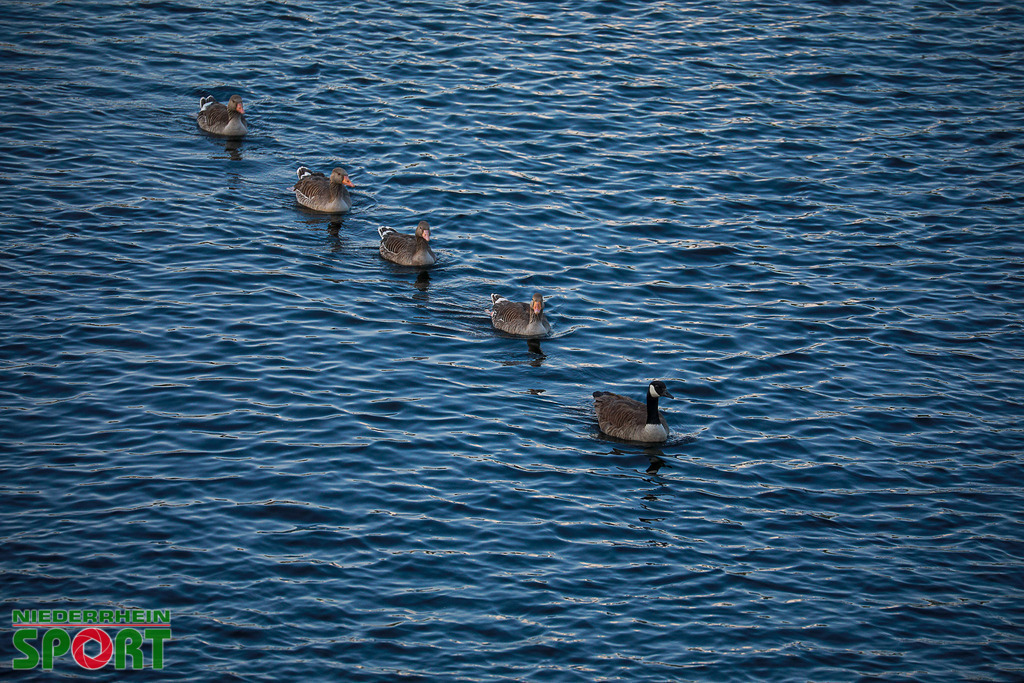 Drachenboot-Training_Wedau110625_004 | Bildergalerie von Sport-Ereignissen aber auch von weiteren spannenden Dingen - nicht nur vom Niederrhein. In Anlehnung an den bekannten Spruch von Hanns Dieter Hüsch heißt das Motto: "Niederrhein ist überall".  - Realisiert mit Pictrs.com