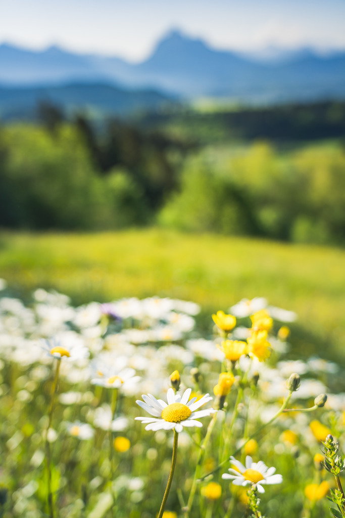 Wandbild - Blumenwiese mit Säuling | Michael Helmer - Allgäu Bilder auf Leinwand bestellen