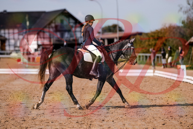 2026_10_03_Siefer-Hof_120042_Z81_02812422 | Professionelle Reitsport-, Turnier- und Eventfotografie von Robert Broda. Galerien mit ausgewählten und bearbeiteten Bildern direkt online ansehen und bestellen.