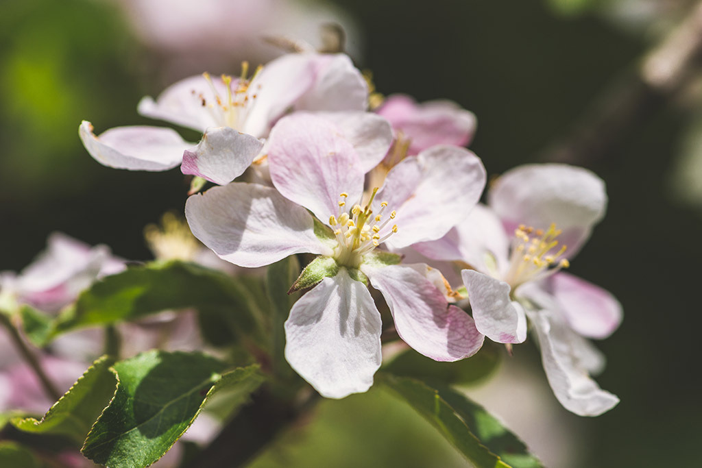 Apfelbaumblüten | im Frühling. - Realisiert mit Pictrs.com
