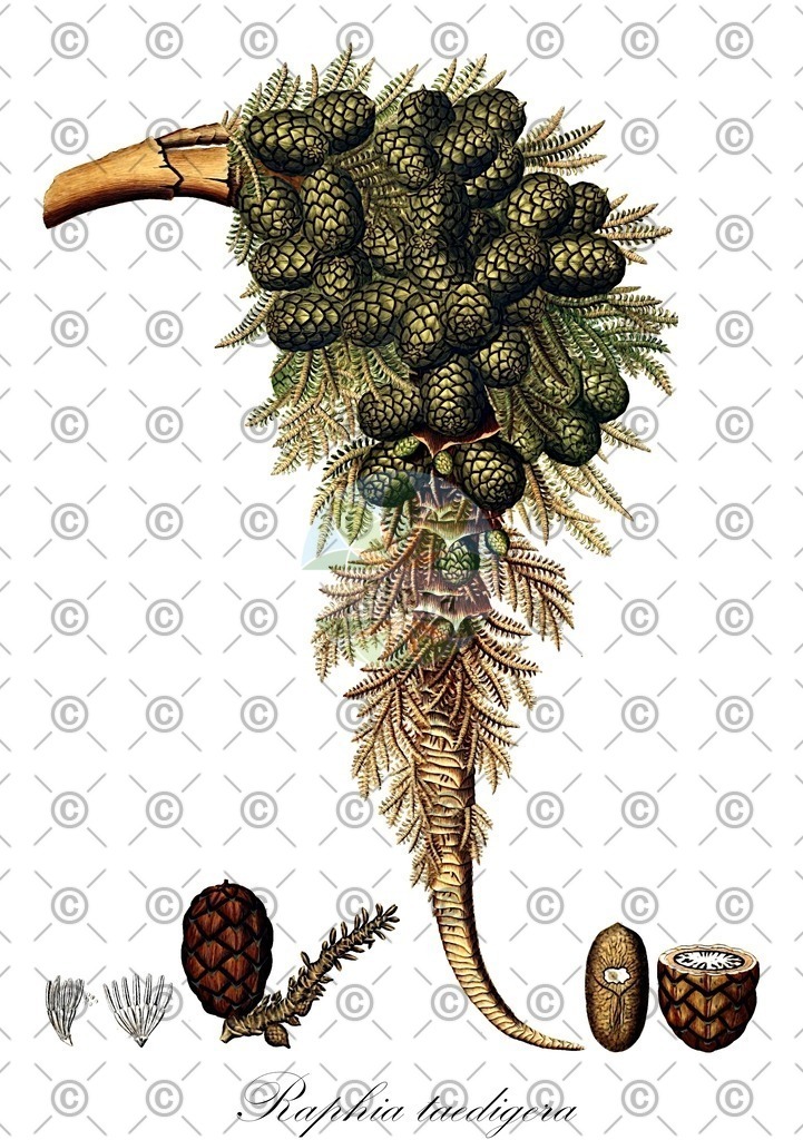 HistAbb_wfo-0000402276_1_ENZY_Simple | Historische Abbildung von Raphia taedigera - Arecaceae | Historical Illustration of Raphia taedigera - Arecaceae