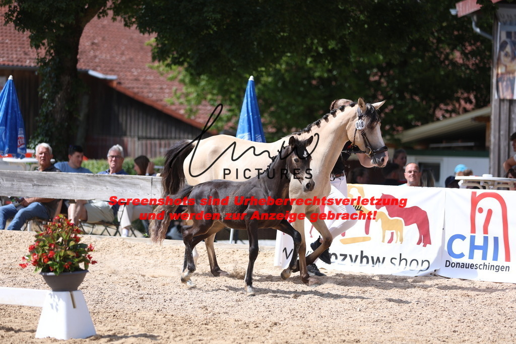 Fohlenschau_Schwäbisch_Hall_Ponys_KN 48_13 | lmwpictures - Realisiert mit Pictrs.com