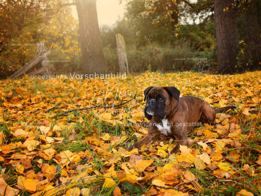 IMG_1916-1 | Einzigartige Fotos von Hunden & Menschen –Actionfotos, Portraits, Vereinsaufnahmen & Paarshootings – authentisch, lebendig & mit Herz.