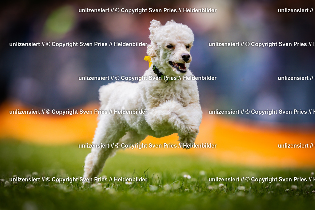 Sven Pries | 2025-05-29 - Pudelrennen KA-Durlach - Realisiert mit Pictrs.com