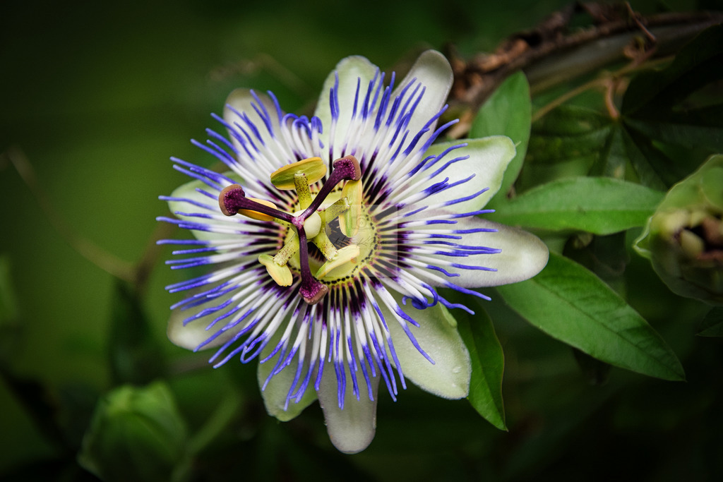Makro - floral (13) | Buche Fotoshootings und entdecke hochwertige Fotoprodukte bei Mathias Ku Photos. Personalisiert, kreativ & mit Liebe zum Detail. Jetzt informieren! - Realisiert mit Pictrs.com