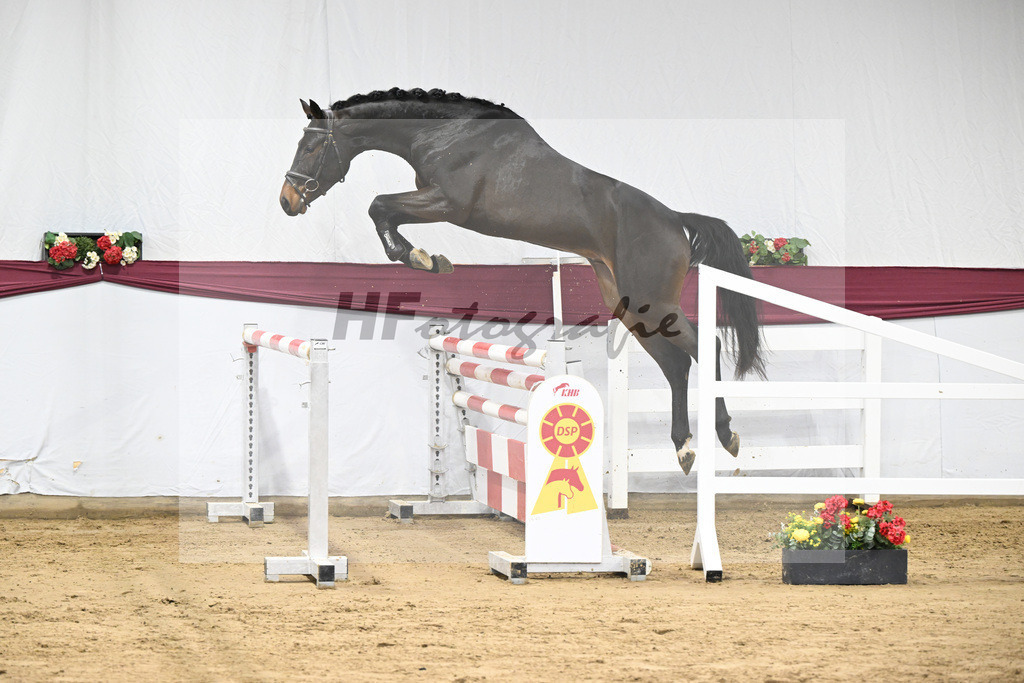 Kat-Nr. 99 Conthalou x Colestus_ZG Erkner_47253211 | hf-fotografie - Realisiert mit Pictrs.com