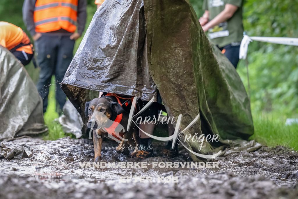 1153_ZZ90101-Bearbeitet | kk-dogfotos