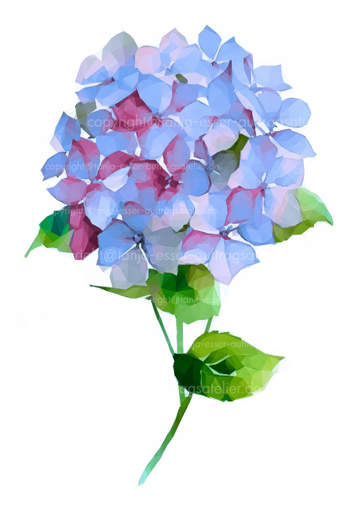 Hydranega D | Hydrangea ein Ast einer blau blühenden Hortensie in Low Poly Art. Polygone bilden die Pflanze vor weißem Hintergrund. 
