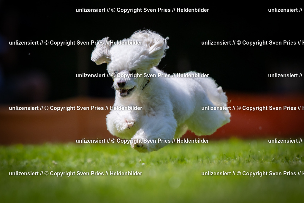 Sven Pries | 2025-08-10 - Hunderennen Durlach - Realisiert mit Pictrs.com