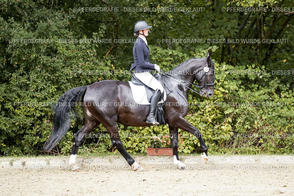 DSC05434 | Pferdegrafie