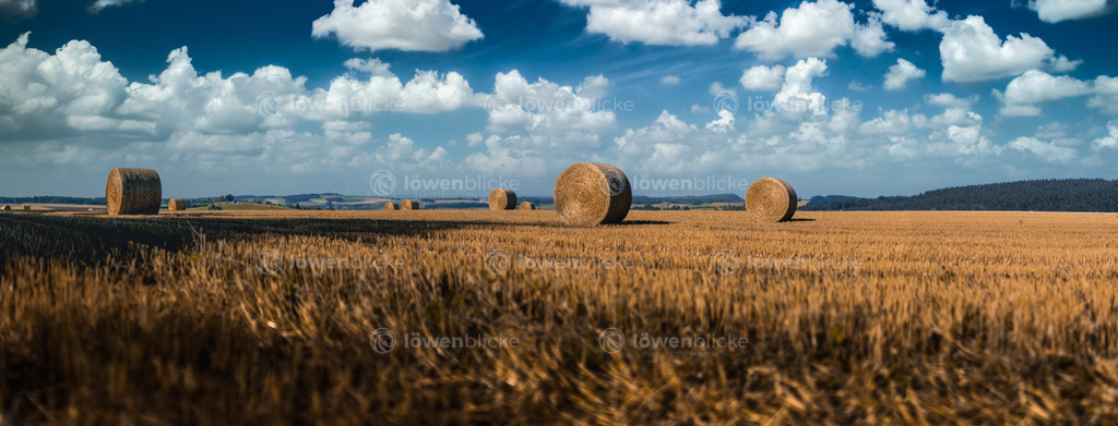 Getreidefeld am Rande des Weißensteiner Albuchs | löwenblicke | shop