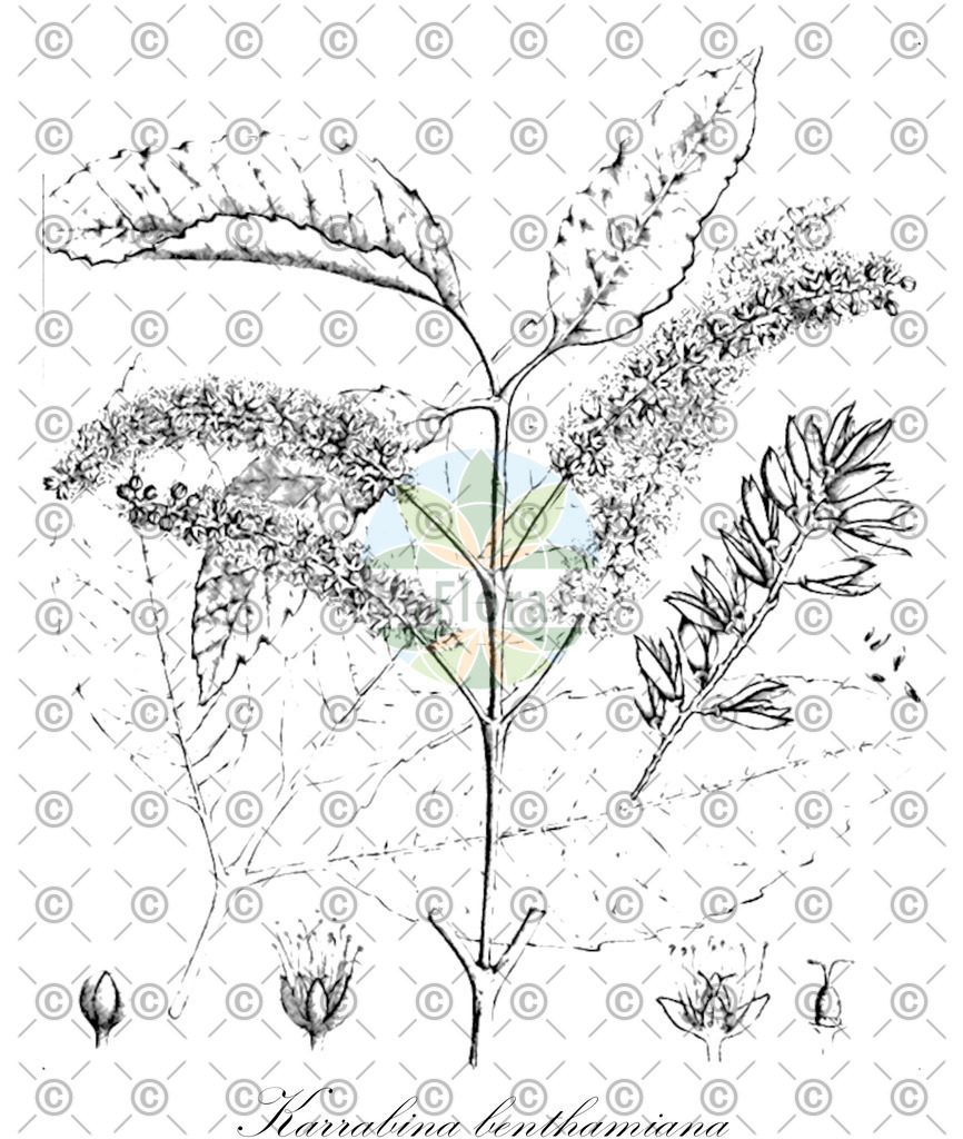 HistAbb_wfo-0000356089_1_ENZY_Simple | Historische Abbildung von Karrabina benthamiana - Cunoniaceae | Historical Illustration of Karrabina benthamiana - Cunoniaceae