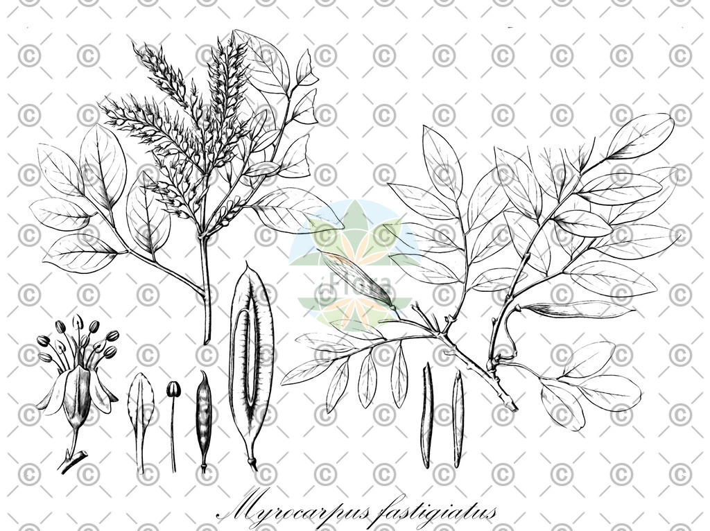 HistAbb_wfo-0000475357_2_ENZY_Simple | Historische Abbildung von Myrocarpus fastigiatus - Fabaceae | Historical Illustration of Myrocarpus fastigiatus - Fabaceae