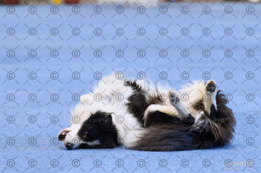 202406_ÖKV-IHA-Tulln24_DSC_4320 | proPHOTO - Realisiert mit Pictrs.com