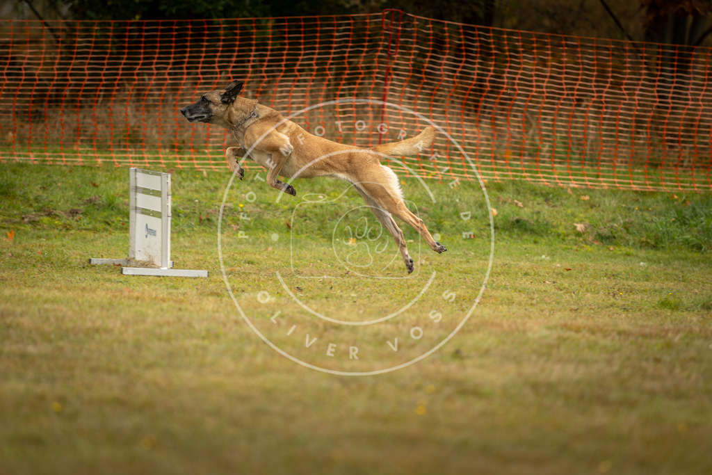 Pfotenfotografie_DV3A1534 | Hundefotografie, Tierfotograf, Pfotenfotografie, Fotoshooting Hund, Hunde Portrait, Hundesport, Hundeportraits, Heideshooting, Hunde, Sportfotograf, Hundefotograf, Turnierhundsport, THS,  - Realisiert mit Pictrs.com