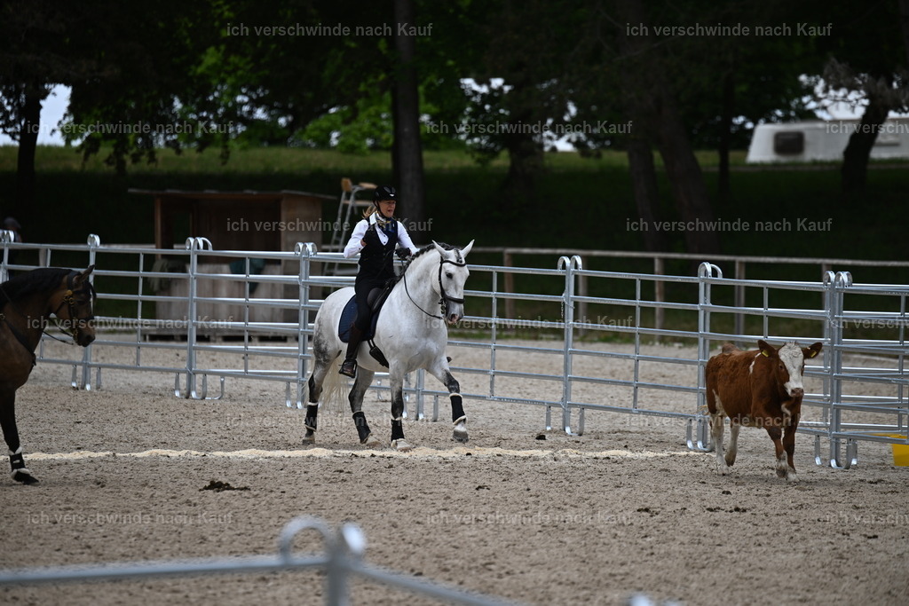 PI26_COW_Sara Landvogt226_7611.JPG | working equitationturnier fotograf videograf stoibphotography marixx film working equitation deutschland reitsport turnierfotografie eventfotografie equestrian events