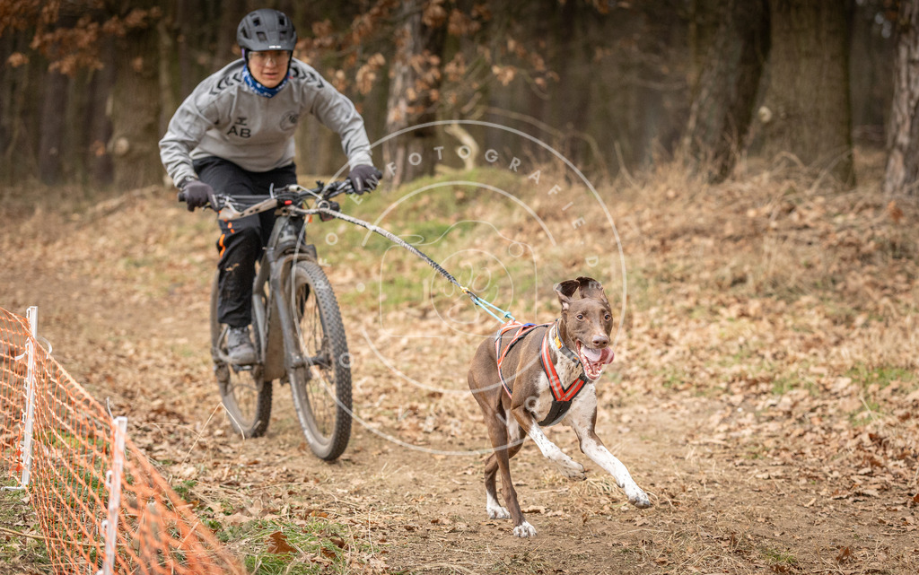 Pfotenfotografie_DV3A2850 | Hundefotografie, Tierfotograf, Pfotenfotografie, Fotoshooting Hund, Hunde Portrait, Hundesport, Hundeportraits, Heideshooting, Hunde, Sportfotograf, Hundefotograf, Turnierhundsport, THS,  - Realisiert mit Pictrs.com