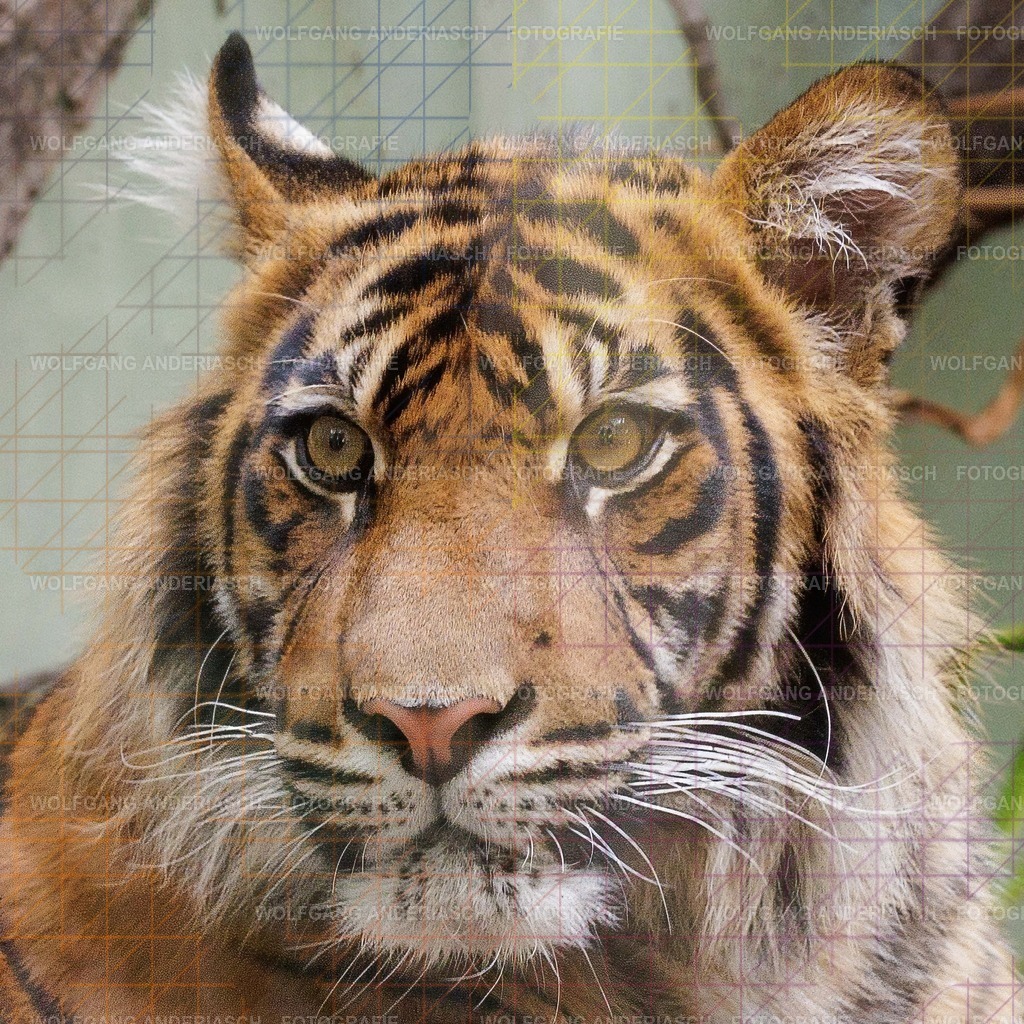2026414-115934Zoo_Frankfurt100L0670_finish | Im Zoo Frankfurt zeigt sich genau das: kleine Momente, echte Begegnungen, ungefilterte Emotion. - Realisiert mit Pictrs.com