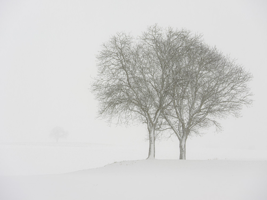 SilvanoPedrett_preview_Baum-27 | silvanopedrett - Realisiert mit Pictrs.com