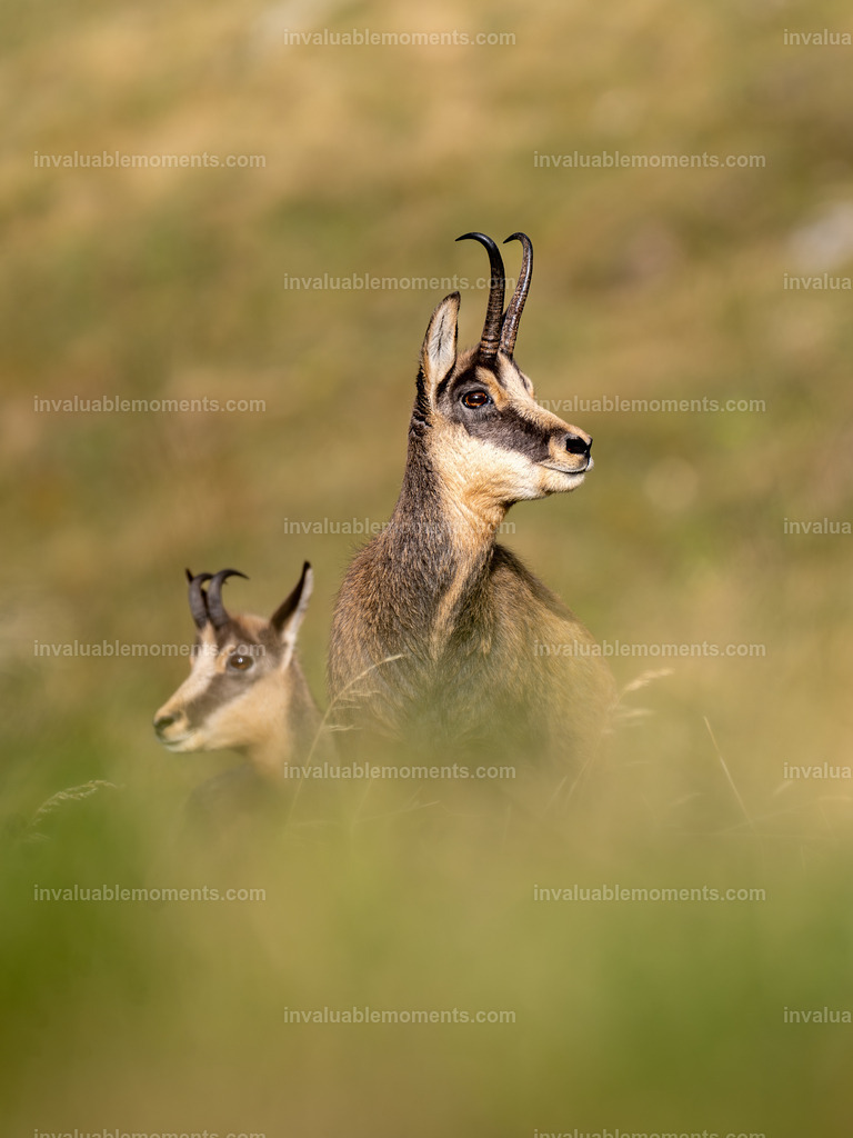 DSC_9646 | invaluablemoments.com - Realisiert mit Pictrs.com