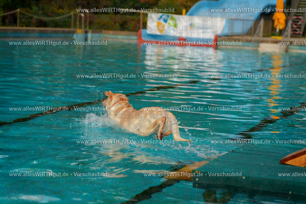 Hundeschwimmen_Grefrath_2026-allesWIRTHgut_Tierfotografie-09_25-7R502277 | Professionelle Tierfotografie in Mönchengladbach von Daniel Wirth (allesWIRTHgut). Liebevolle & natürliche Bilder von Hunden & Katzen für unvergessliche Erinnerungen.