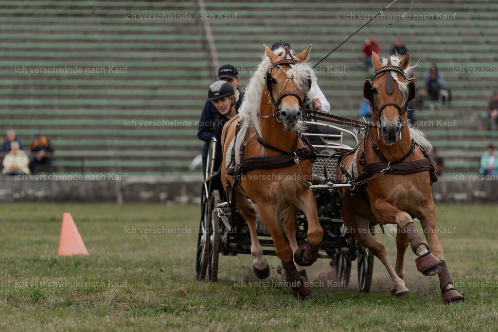 Showprogramm-515 | working equitationturnier fotograf videograf stoibphotography marixx film working equitation deutschland reitsport turnierfotografie eventfotografie equestrian events
