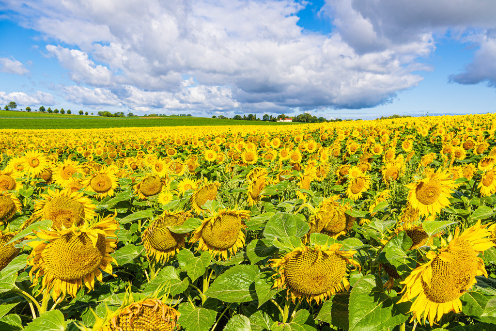 Sonnenblumenfeld zwischen Stäbelow und Clausdorf bei Rostock | Sonnenblumenfeld zwischen Stäbelow und Clausdorf bei Rostock.