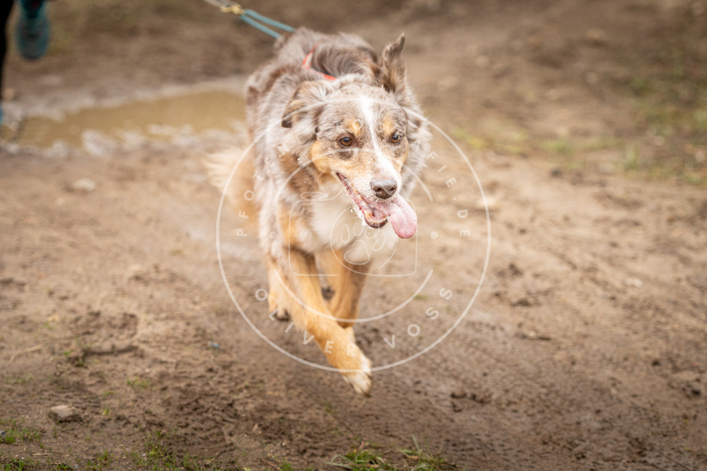 DV3A2530 | Hundefotografie, Tierfotograf, Pfotenfotografie, Fotoshooting Hund, Hunde Portrait, Hundesport, Hundeportraits, Heideshooting, Hunde, Sportfotograf, Hundefotograf, Turnierhundsport, THS,  - Realisiert mit Pictrs.com