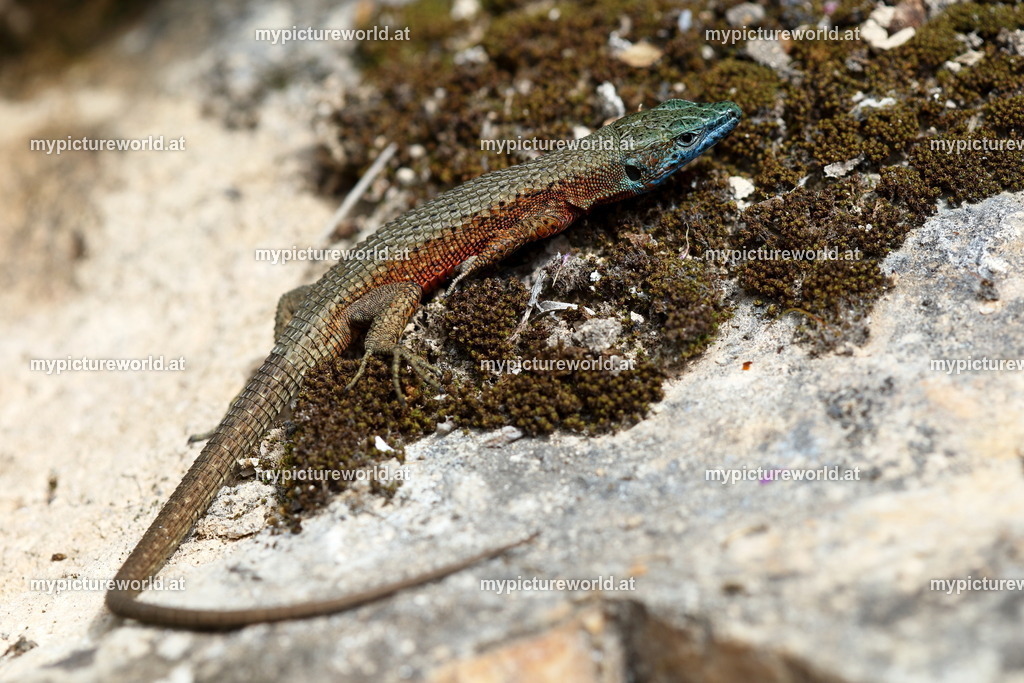 Pracht-Kieleidechse-023 | Das Bilderarchiv über Tiere, Planzen und Landschaften. In der Bilddatenbank finden Sie ein große Auswahl an hochwertigen Bilder für Ihre Werbung - Realisiert mit Pictrs.com