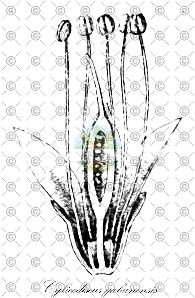 HistAbb_3Y92_3_ENZY_Simple | Historische Abbildung von Cylicodiscus gabunensis - Fabaceae | Historical Illustration of Cylicodiscus gabunensis - Fabaceae