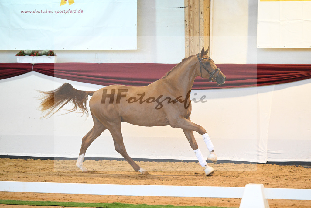 Kat-Nr. 57 v. Vivaldos_Regele_66222138 | hf-fotografie - Realisiert mit Pictrs.com