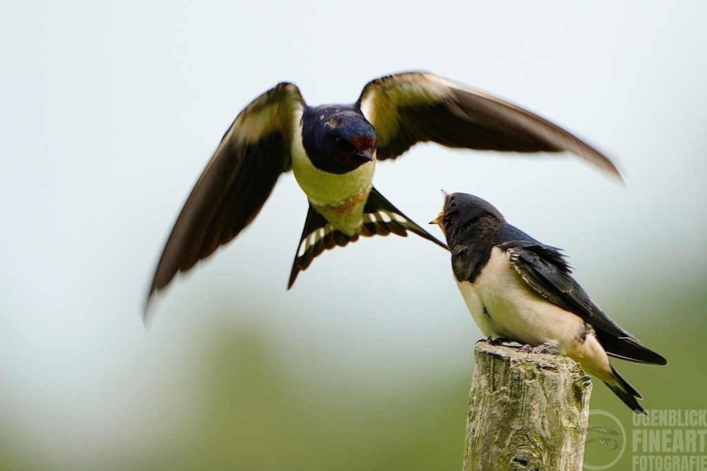 DSC02816 | Björn Thiemann; Ogenblick.de; Fotografie; Photograph; Landscape, Pellworm, Schleswig-Holstein; Inselfotograf; Inselfotografien; Wattenmeer; National-Park; Naturschutzgebiet; Leuchtturm; Lighthouse; Leinwandbilder; Kalender; Pellworm Kalender;  - Realisiert mit Pictrs.com